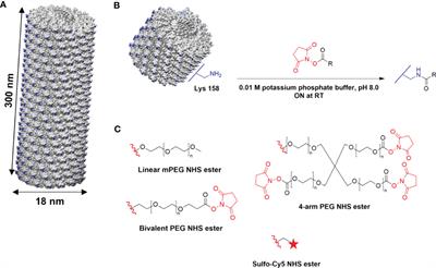 Linear and multivalent PEGylation of the tobacco mosaic virus and the effects on its biological properties